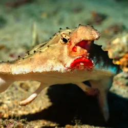 Bright red lips, a pointed head appendage and short stubby fins all make up a red-lipped batfish on the seafloor with a particularly grumpy expression.
