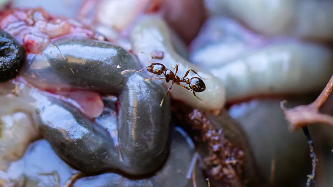 They're Advancing Much Faster Than Anticipated,” Hybrid Fire Ant