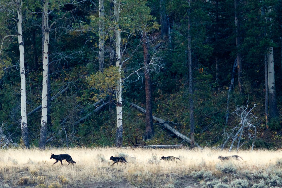 Reintroduced Wolves Caused A "Trophic Cascade", Transforming Yellowstone's Ecosystems