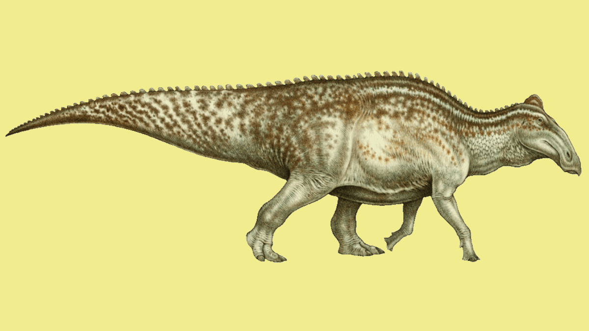 “Exceptionally Well-Preserved" 66-Million-Year-Old Edmontosaurus Reveals Collagen In Dinosaur Bone