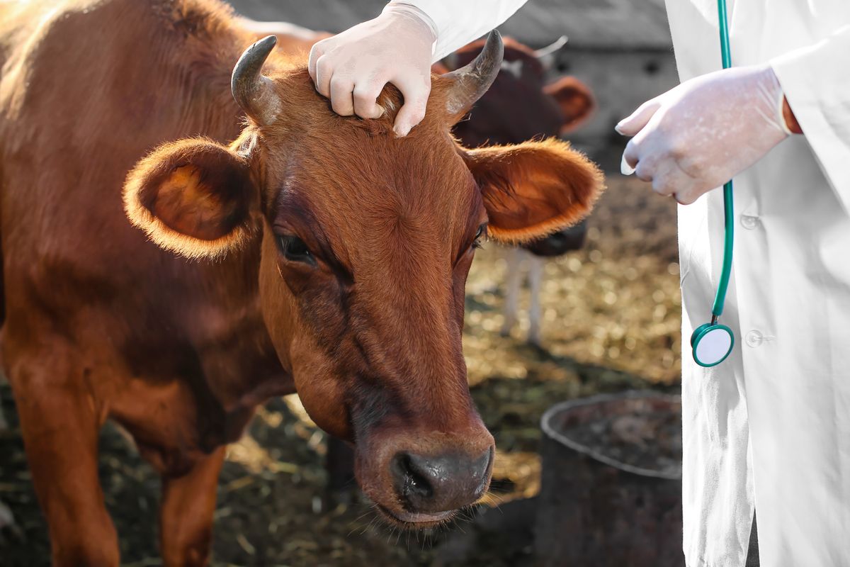 H5N1 Bird Flu Spreading Silently In US As CDC Data Reveals Unknown Infections In Vets