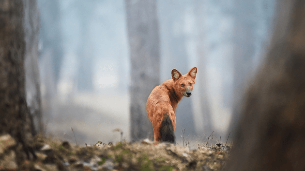 Do Any Animals Whistle? The “Whistling Dog” Dholes Do-hoo-hoo-hoo