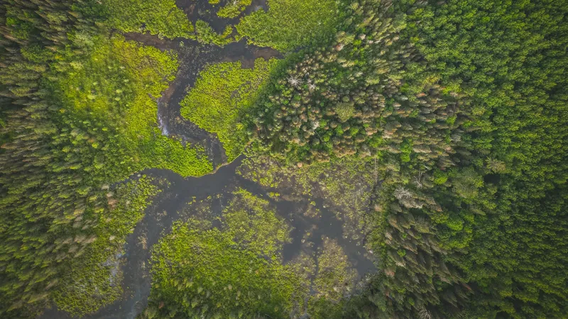 a waterway broken up by beaver dams