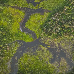 a waterway broken up by beaver dams
