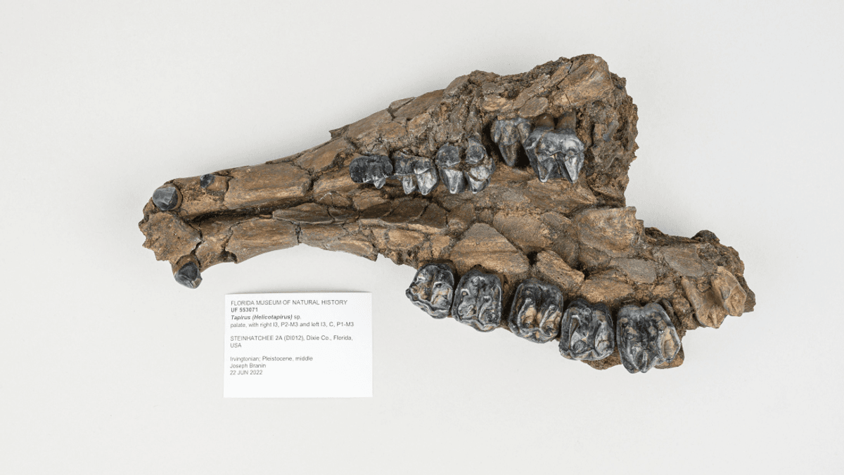 Collectors “Diving In Coffee” Discover Rare 500,000-Year-Old Underwater Fossil Bed