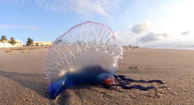 Portuguese Man o' War washed up on a beach.