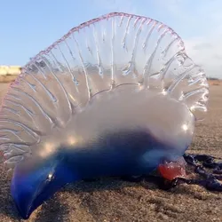 Portuguese Man o' War washed up on a beach.