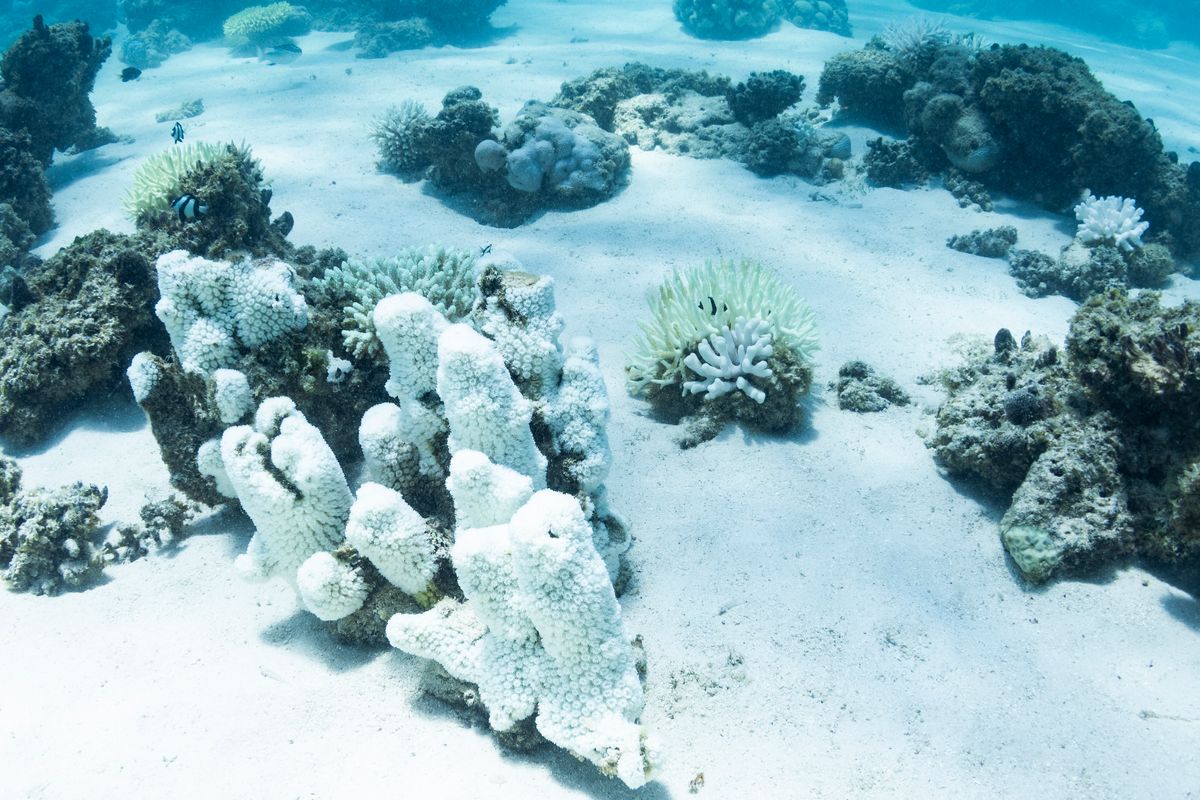 New Videos Show Massive Bleaching On One Of World's Most Pristine Coral Reefs