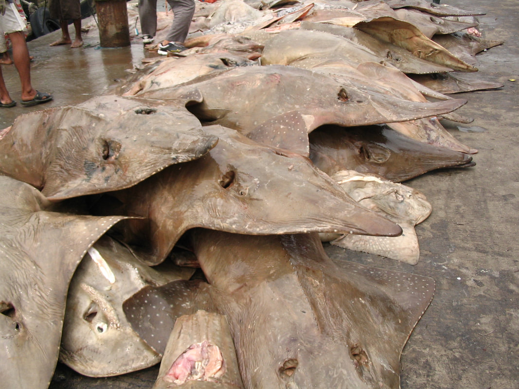 Wedgefish (Rhynchobatus spp) landings at Muara Angke, Jakarta. Seven of the eight species of this shark-like ray family are listed as Critically Endangered by IUCN.