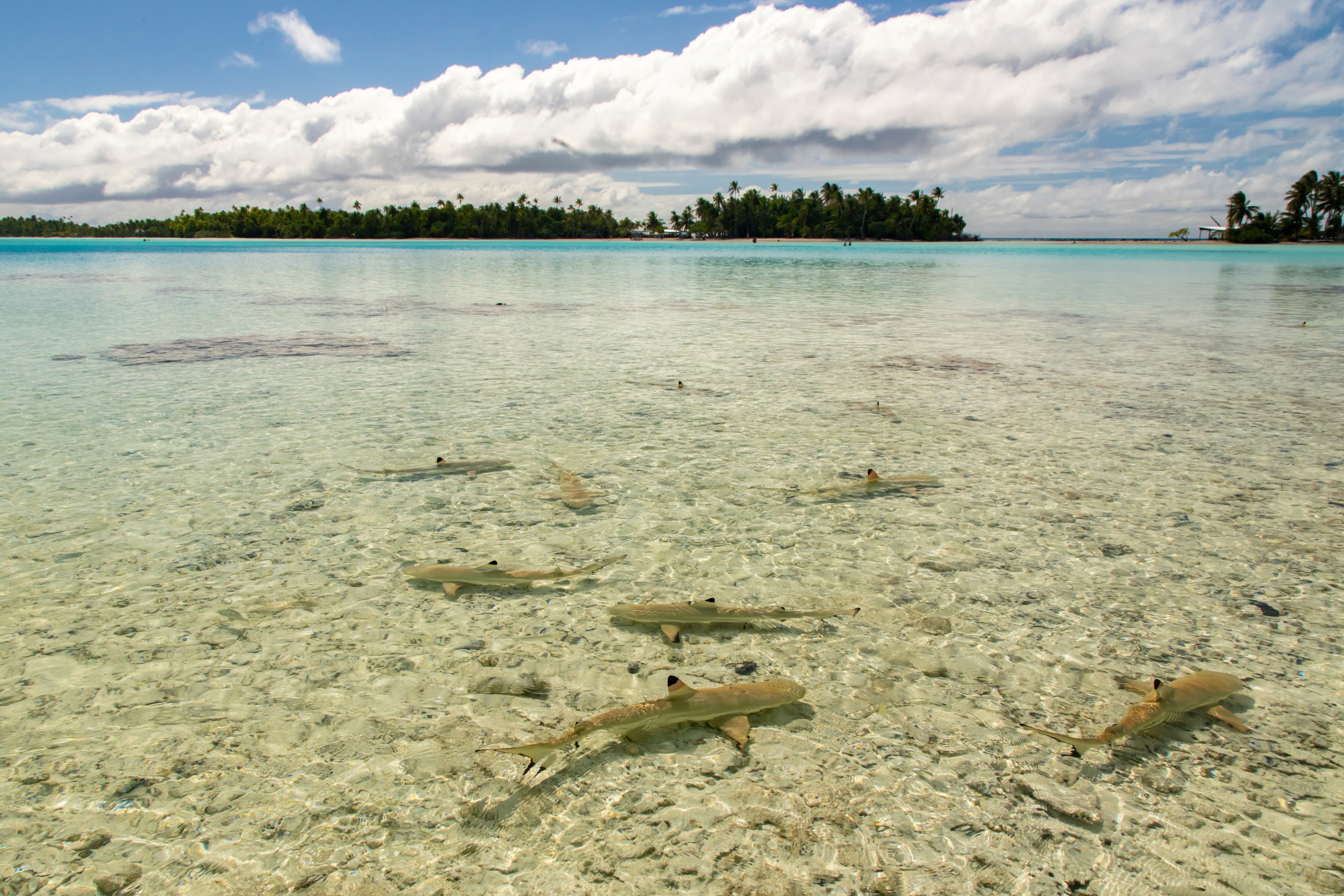  Black-tipped reef shark nursery