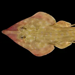 A new species of Guitar Shark on a black background