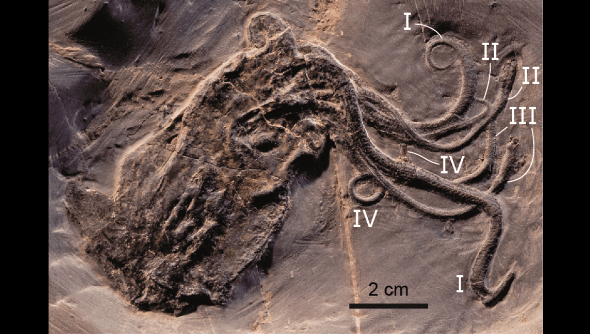 Scanning A 165 Million Year Old Octopus Fossil Revealed Surprising 