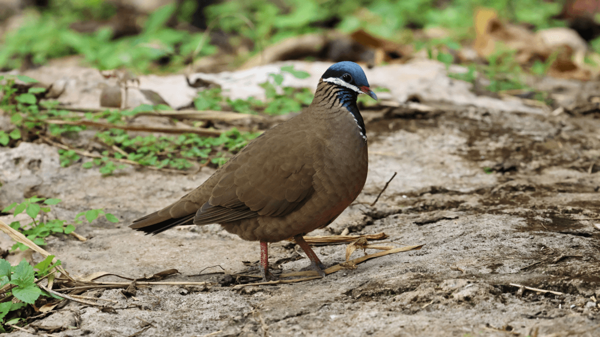 "Dodo Of The Caribbean": Incredibly Rare Dove Teeters "On The Brink" Of Extinction