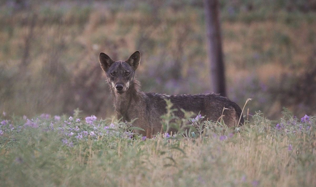 Gray Wolf Populations In Europe Are Booming, Up 58 Percent In Just A Decade