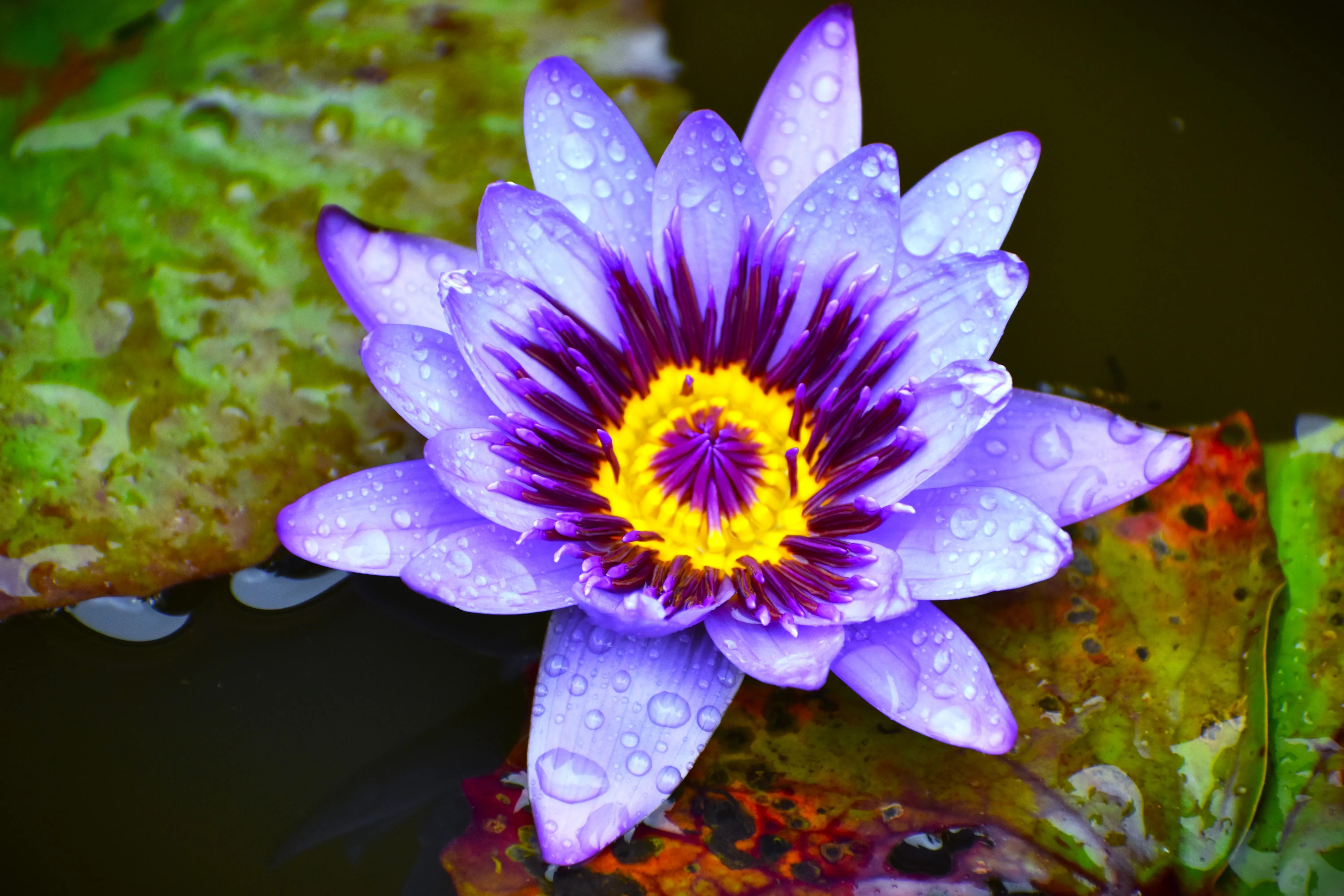 What Is Egyptian Blue Lotus, The Rare Plant Used In Ancient Psychedelic Sex  Rituals? | IFLScience, image size:6000x4000