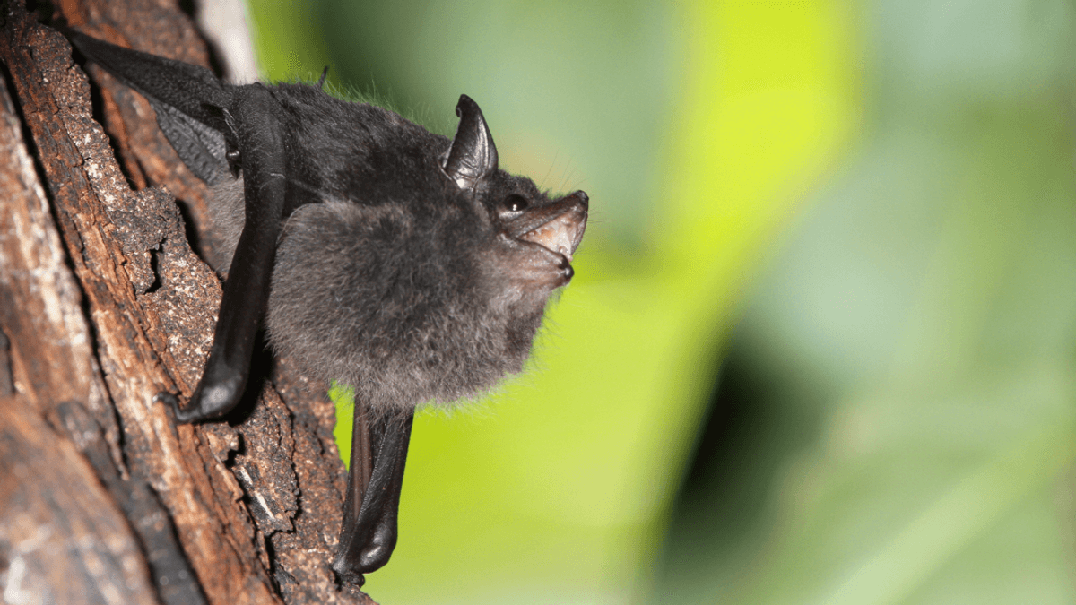 Bats' Bullshit Detectors Mark First Time Hallmark Of Advanced Cognition Recognized In Bats