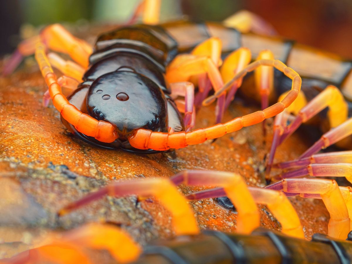 These Animals Have Been Around For Over 400 Million Years and Evolved Venom 5 Times