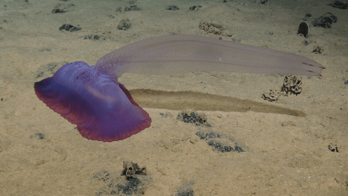 In 1979, A Deep-Sea Mining Experiment Carved Up The Seabed. 44 Years On, We're Finding Out Its Impacts