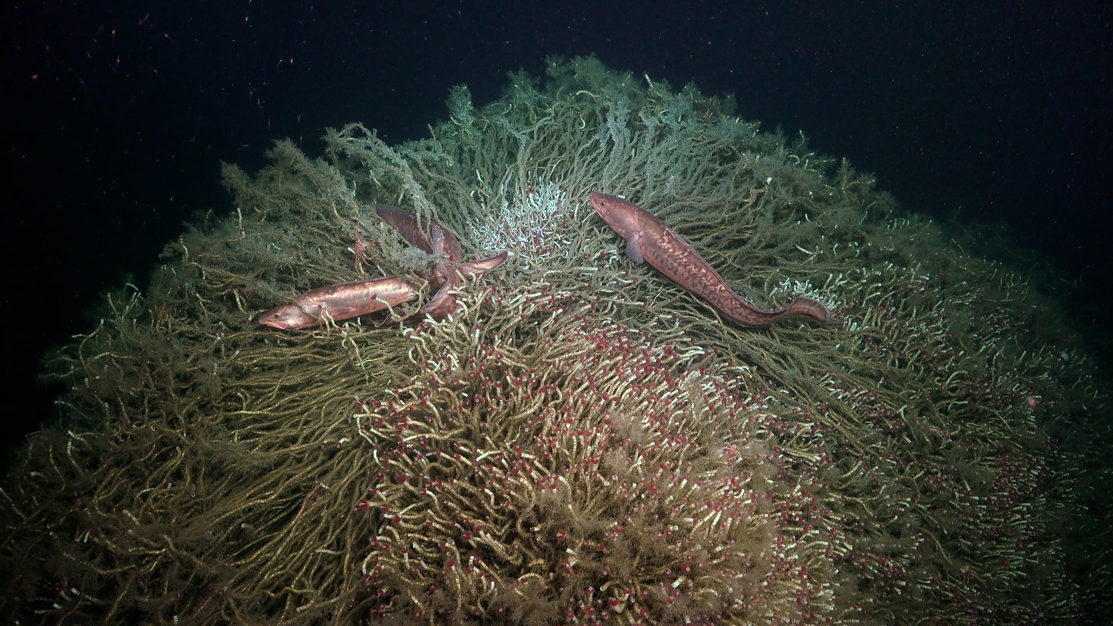 Dozens Of Rare And Never-Seen-Before Species Discovered Along