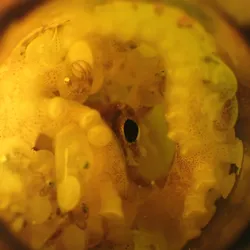 Lots of octopus babies and a mother whose eye is visible inside a brown glass bottle