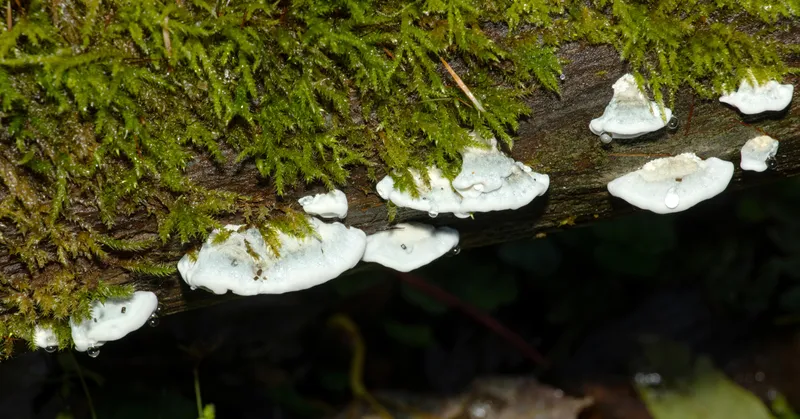 A close up photo of some bitter bracket fungi lined up along a damp piece of wood. The mushrooms are sticking out in a line, each one having the classic half-oyster shell shape of bracket fungi. They are beautifully white in colour and surrounded by damp moss.  sh