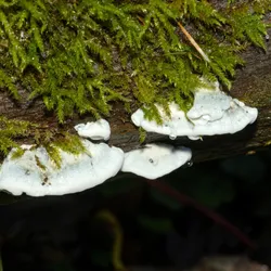 A close up photo of some bitter bracket fungi lined up along a damp piece of wood. The mushrooms are sticking out in a line, each one having the classic half-oyster shell shape of bracket fungi. They are beautifully white in colour and surrounded by damp moss.  sh