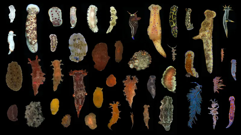 a montage of sea slugs demonstrating how some are very colorful while others have more muted coloration