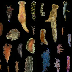 a montage of sea slugs demonstrating how some are very colorful while others have more muted coloration