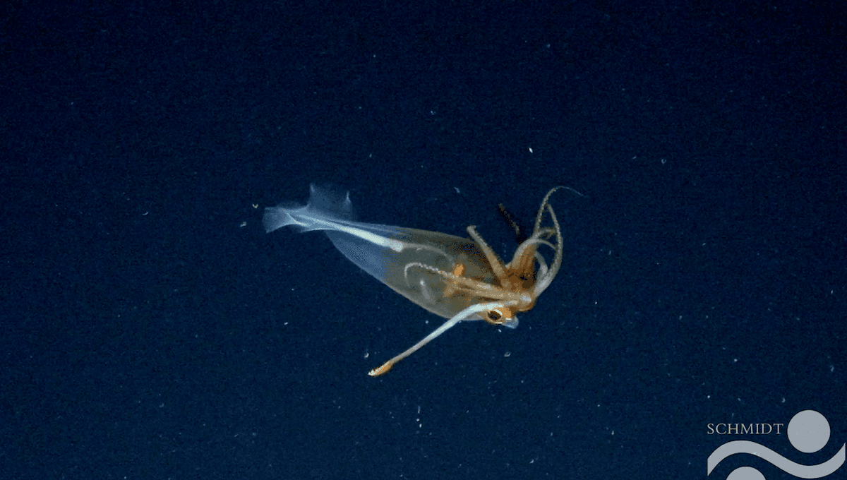 First Confirmed Footage Of Live Glacial Glass Squid Captured In Antarctica 100 Years After Discovery