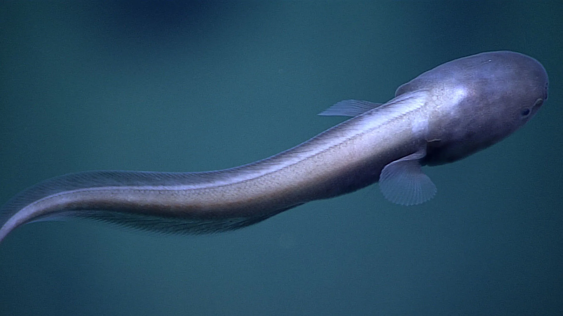 Deep-Sea Fish Have Undergone Rapid Convergent Evolution To Adapt