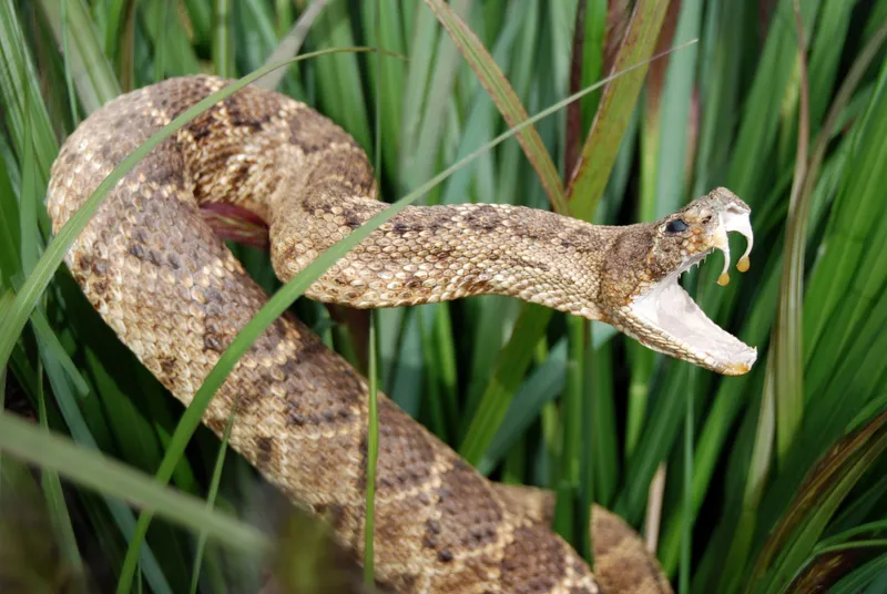 A snake in the grass reared up with venom dripping from the fangs