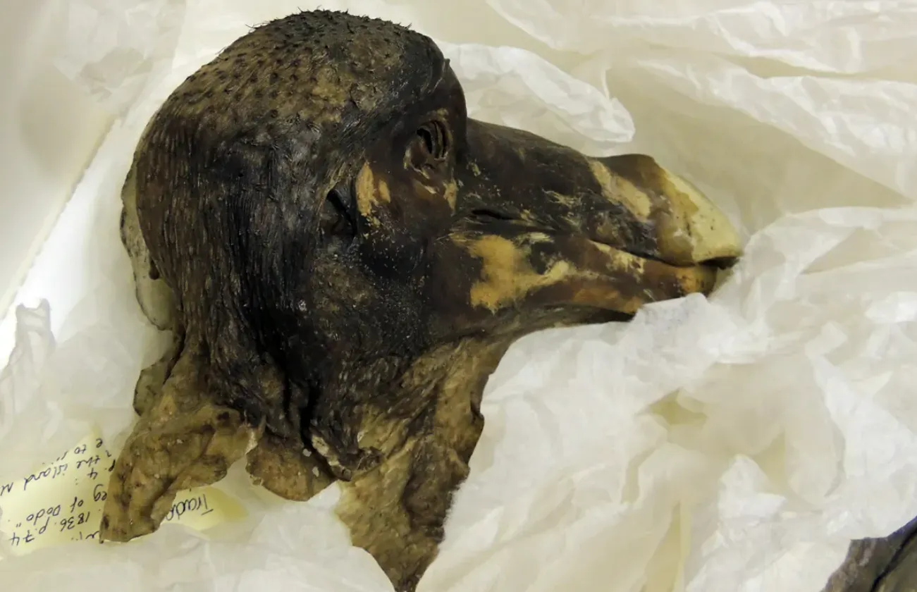 健康・医学 dodo Oxford Dodo: Last Remaining Soft Tissues Of A Dodo Date Back To At