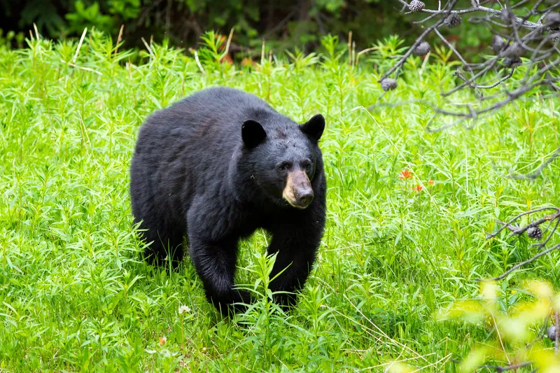 First Ever Fatal Bear Attack In Florida Leads To The Deaths Of 3 Black Bears First Ever Fatal Bear Attack In Florida Leads To The Deaths Of 3 Black Bears