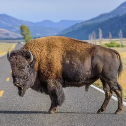 A photo taken from a driver's perspective of a large male bison standing in the middle of the road in Yellowstone National Park. The animal is on profile facing the left, showing off its stout body, lighter furry back and large curved horns. The background shows the road extending between mountains ranging either side and open fields in the foreground.