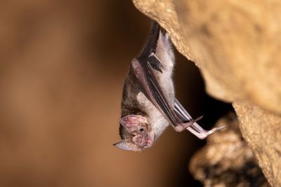 Bat hanging in a cave.