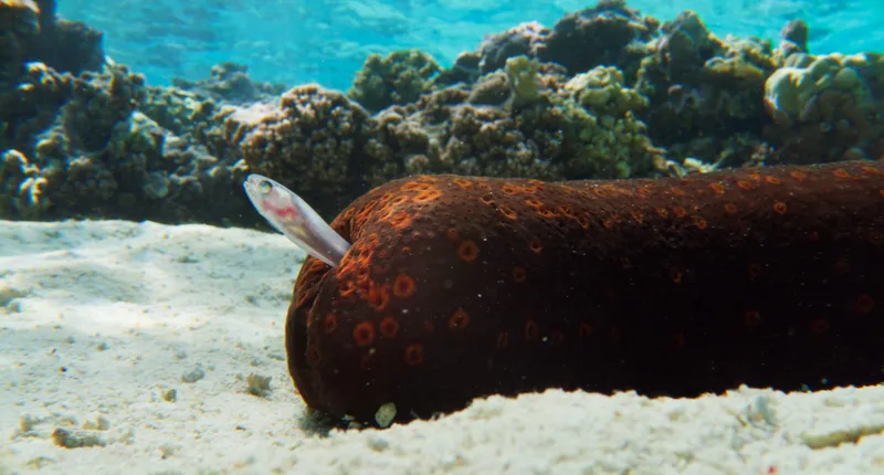 a pearlfish seeking shelter in a sea cucumber's butt