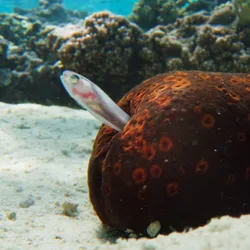 a pearlfish seeking shelter in a sea cucumber's butt