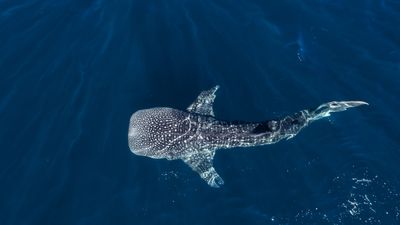 Huge whale shark swimming in the ocean