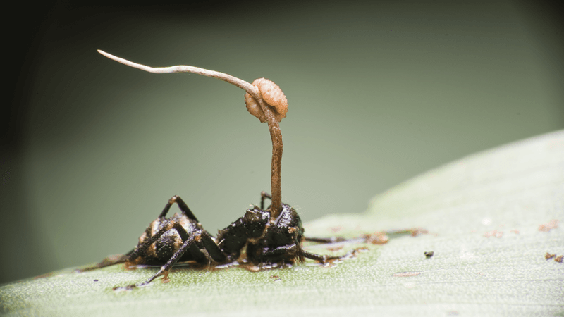 an ant parasitised by fungus