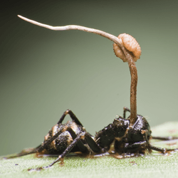 an ant parasitised by fungus