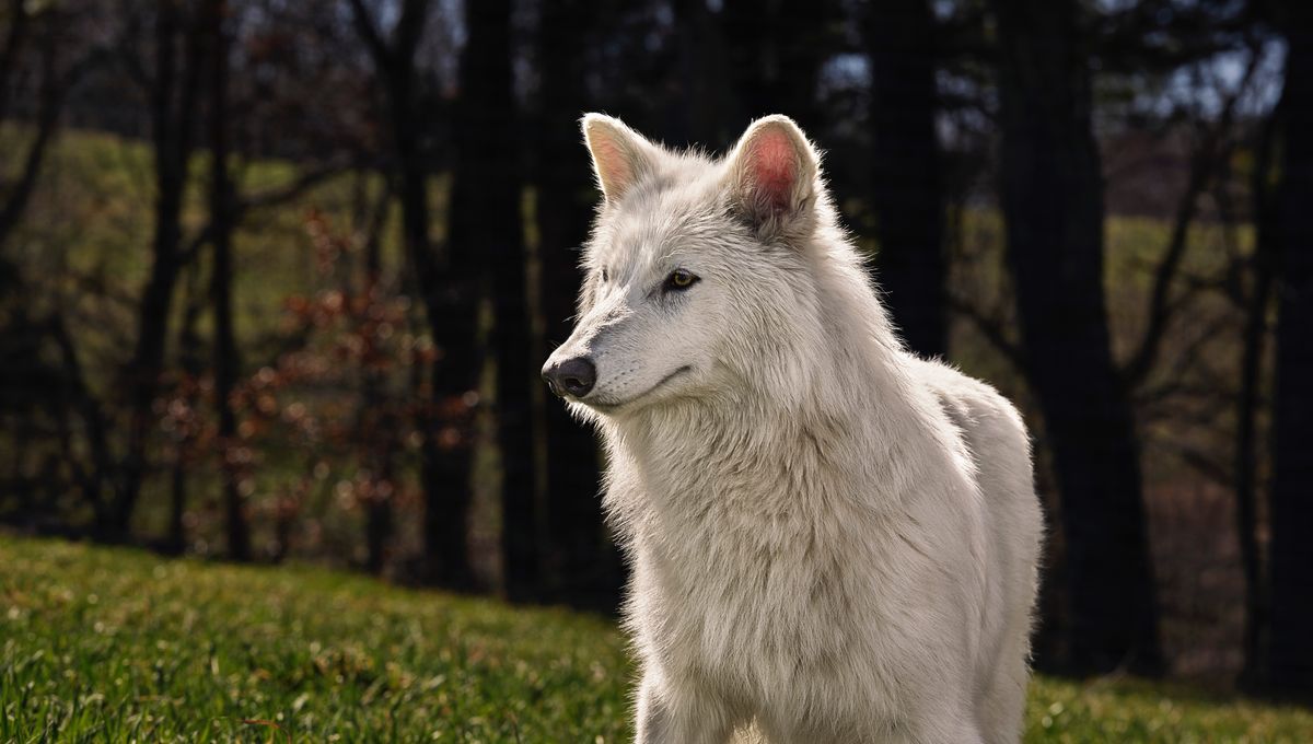 Colossal Biosciences' "Dire Wolves" Turn 6 Months Old, Doubling In Size And Weighing A Whopping 40 Kilograms | IFLScience