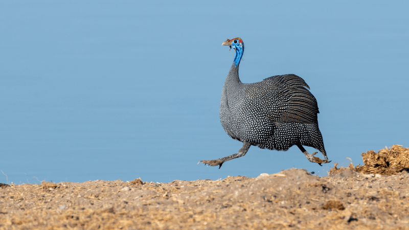 guineafowl running