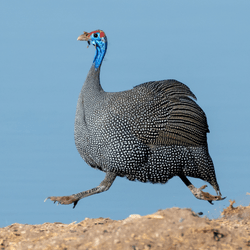 guineafowl running
