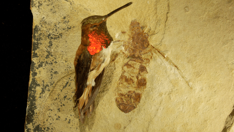 titanomyrma ant next to a hummingbird