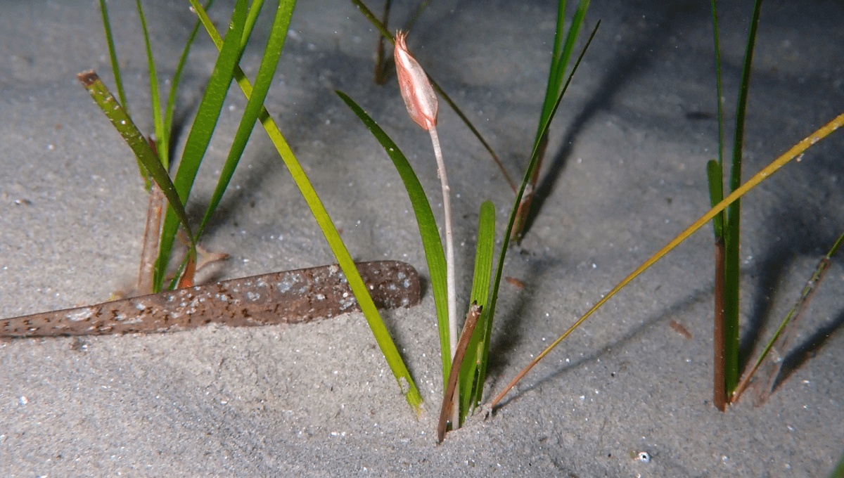 Did You Know You Can Find Flowers In The Ocean? It’s High Time We Talked About Seagrasses – IFLScience