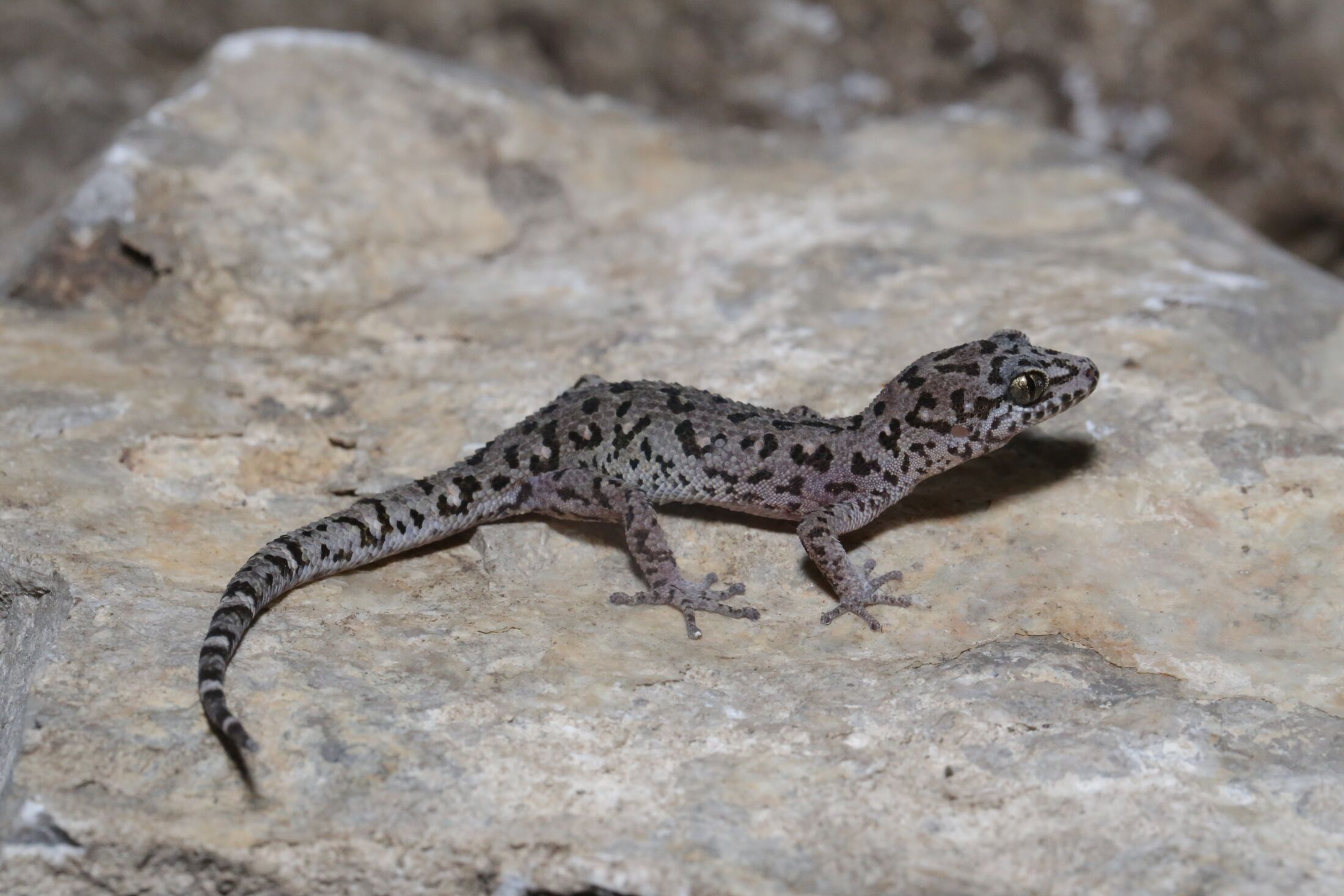 New Species Of Spotted And Striped Geckos Discovered In Remote Region ...