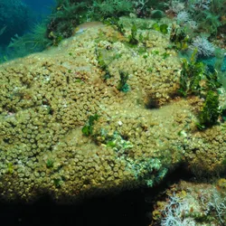 Cladocora caespitosa corals in the Columbretes Islands — the only reef-forming coral species in the Mediterranean, supporting a rich diversity of marine life.