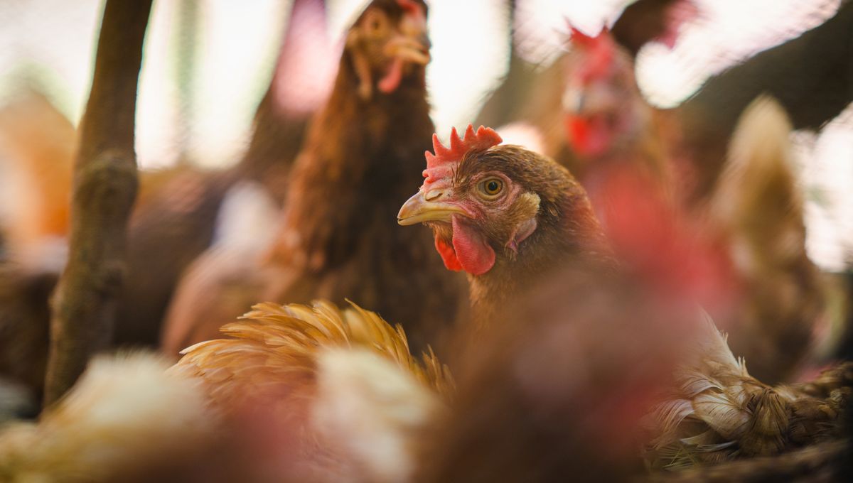 RFK Jr Suggested Letting Bird Flu Run Through Farms – Experts Still Think It’s A Bad Idea | IFLScience
