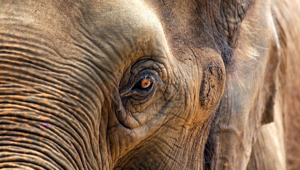 At Over 100 Years Of Age, The World's Oldest Elephant Passes Away In India