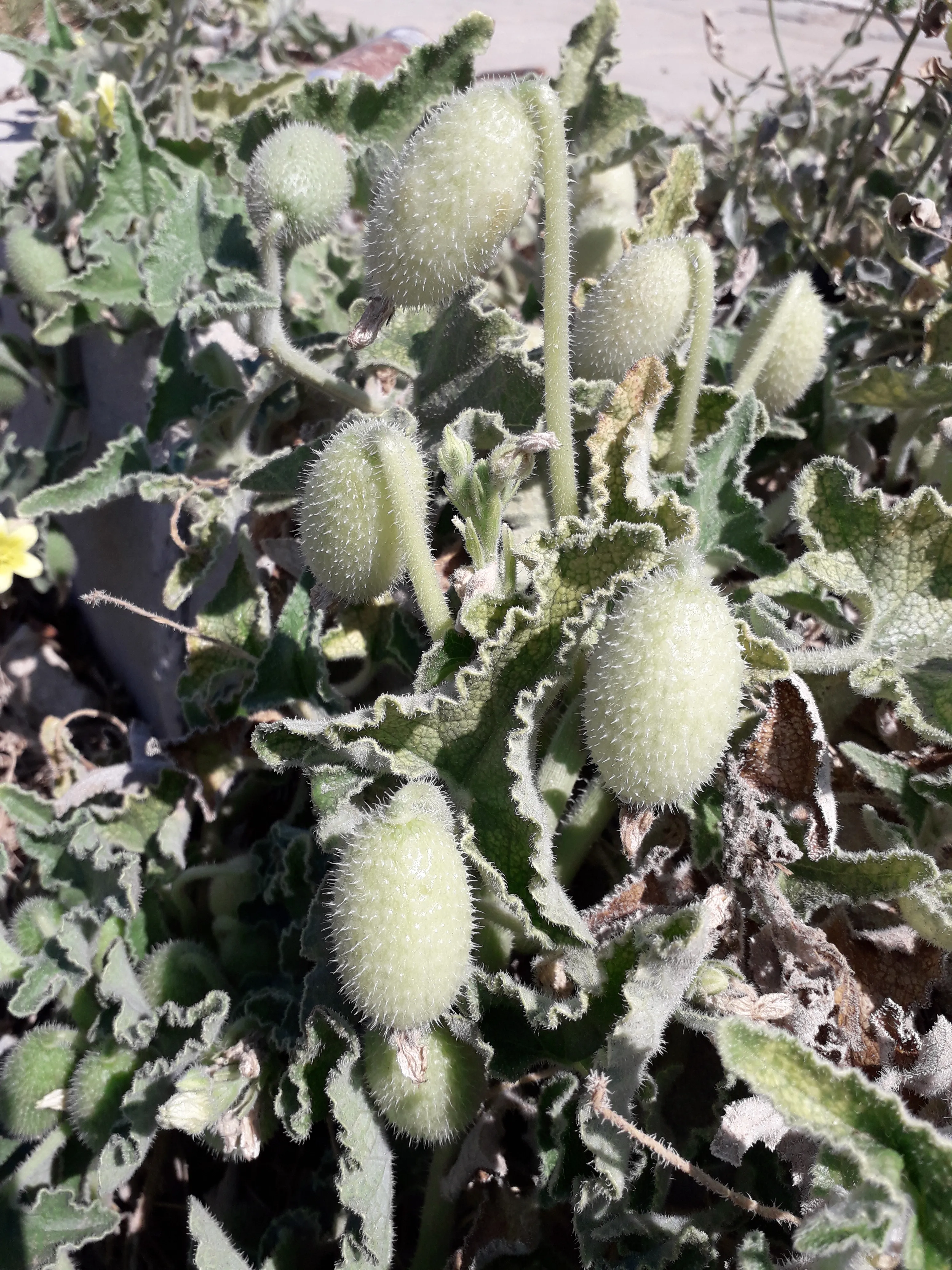 Mariah kalili onlyfans Postado em: 12112023.